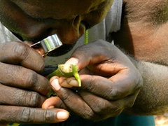 Potential export crop - Inspecting Kava for disease